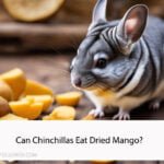 Can Chinchillas Eat Dried Mango