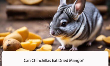 Can Chinchillas Eat Dried Mango?