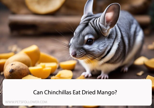 Can Chinchillas Eat Dried Mango?