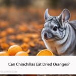 Can Chinchillas Eat Dried Oranges