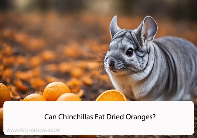 Can Chinchillas Eat Dried Oranges