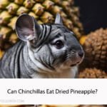 Can Chinchillas Eat Dried Pineapple