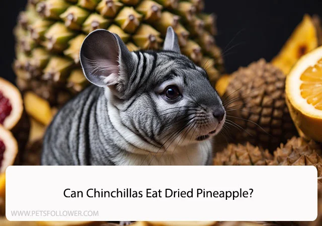 Can Chinchillas Eat Dried Pineapple