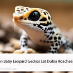 Can Baby Leopard Geckos Eat Dubia Roaches