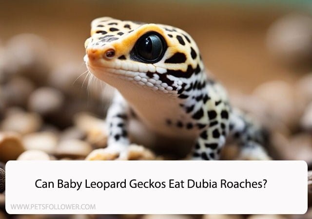 Can Baby Leopard Geckos Eat Dubia Roaches?