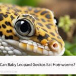 Can Baby Leopard Geckos Eat Hornworms