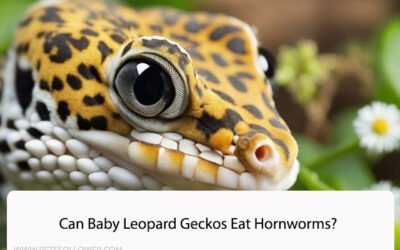 Can Baby Leopard Geckos Eat Hornworms?
