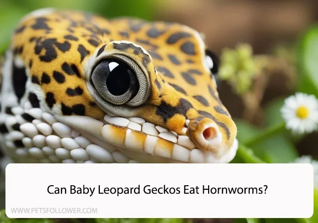 Can Baby Leopard Geckos Eat Hornworms