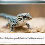 Can Baby Leopard Geckos Eat Mealworms