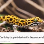 Can Baby Leopard Geckos Eat Superworms