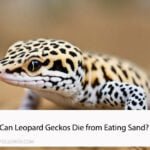 Can Leopard Geckos Die from Eating Sand