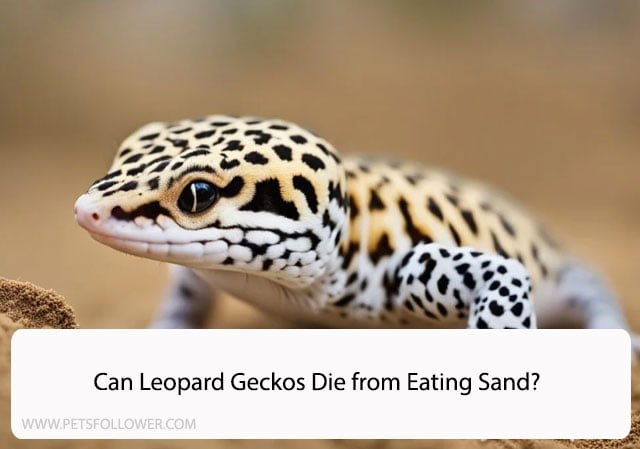 Can Leopard Geckos Die from Eating Sand?