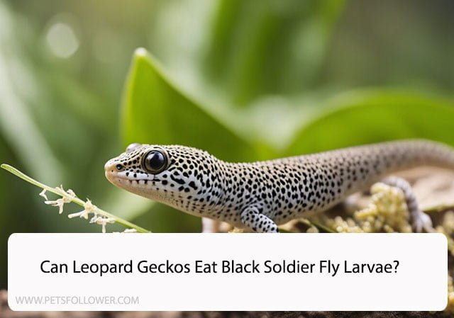 Can Leopard Geckos Eat Black Soldier Fly Larvae?