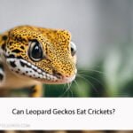 Can Leopard Geckos Eat Crickets