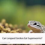 Can Leopard Geckos Eat Superworms