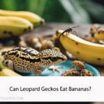 Can Leopard Geckos Eat Bananas