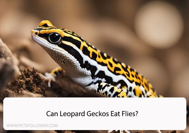 Can Leopard Geckos Eat Flies?