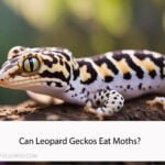 Can Leopard Geckos Eat Moths