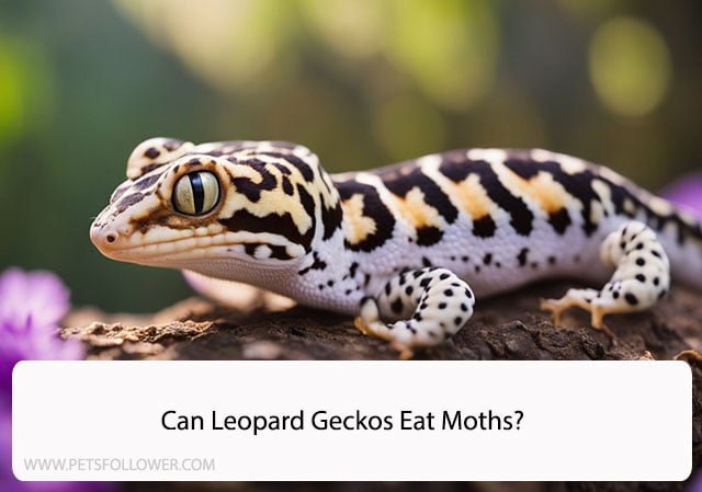 Can Leopard Geckos Eat Moths?
