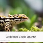 Can Leopard Geckos Eat Ants