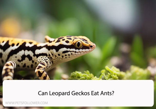 Can Leopard Geckos Eat Ants?