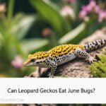 Can Leopard Geckos Eat June Bugs