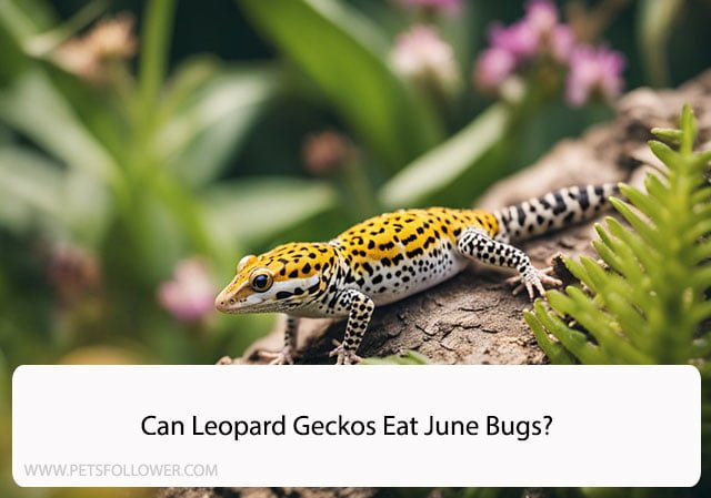 Can Leopard Geckos Eat June Bugs?