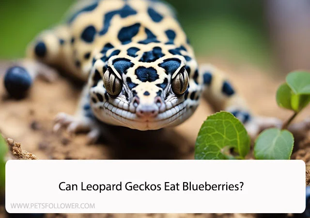 Can Leopard Geckos Eat Blueberries