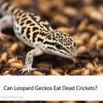 Can Leopard Geckos Eat Dead Crickets