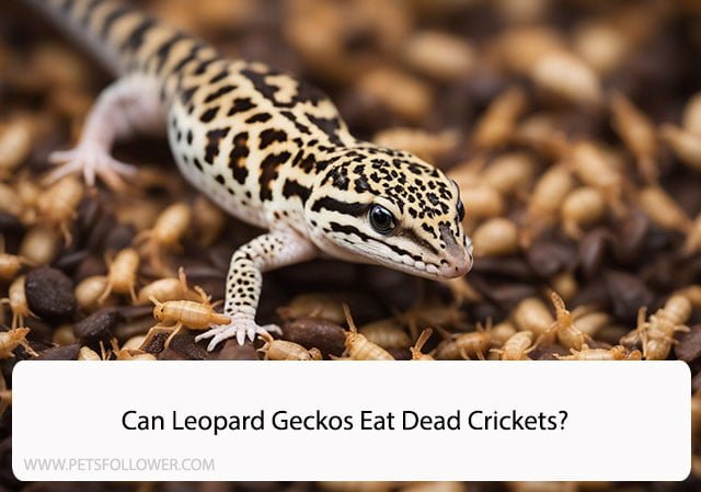 Can Leopard Geckos Eat Dead Crickets?