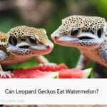 Can Leopard Geckos Eat Watermelon