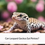 Can Leopard Geckos Eat Pinkies