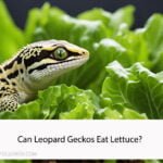 Can Leopard Geckos Eat Lettuce