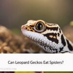 Can Leopard Geckos Eat Spiders