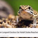 Can Leopard Geckos Eat Adult Dubia Roaches