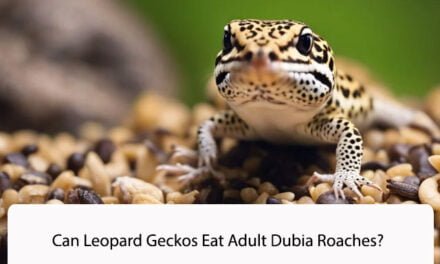 Can Leopard Geckos Eat Adult Dubia Roaches?