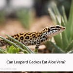 Can Leopard Geckos Eat Aloe Vera