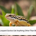 Can Leopard Geckos Eat Anything Other Than Bugs