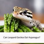 Can Leopard Geckos Eat Asparagus