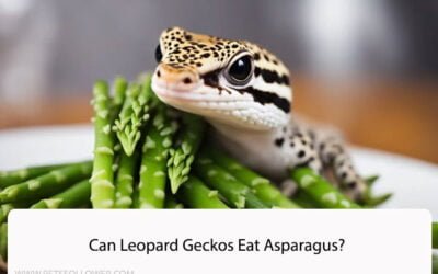 Can Leopard Geckos Eat Asparagus?