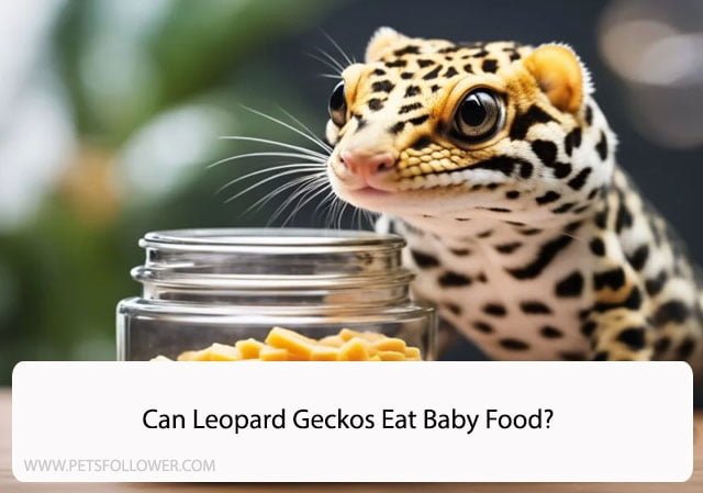 Can Leopard Geckos Eat Baby Food?