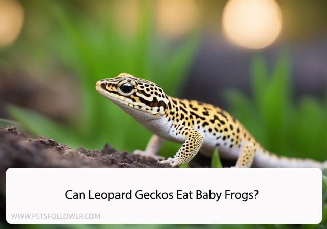 Can Leopard Geckos Eat Baby Frogs?