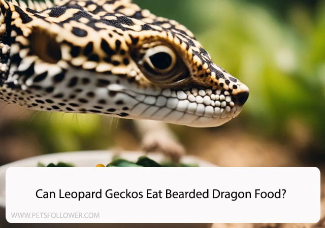 Can Leopard Geckos Eat Bearded Dragon Food?