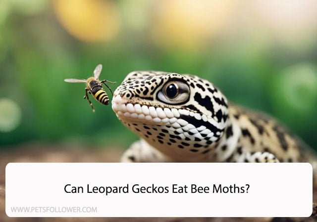 Can Leopard Geckos Eat Bee Moths?