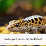 Can Leopard Geckos Eat Bee Pollen