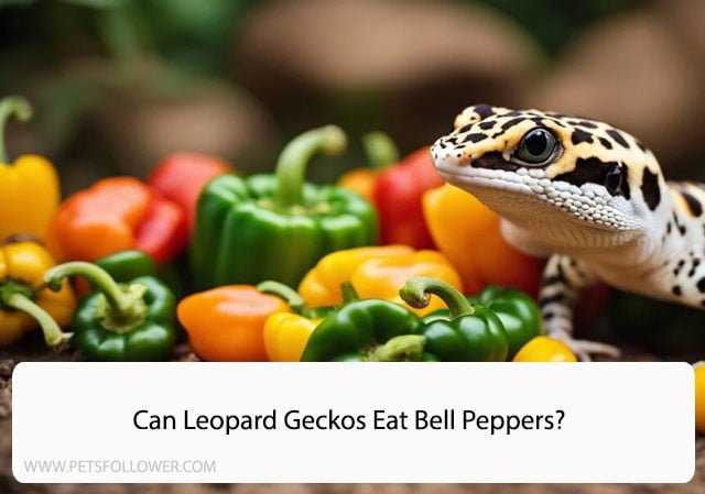 Can Leopard Geckos Eat Bell Peppers?