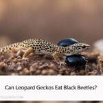 Can Leopard Geckos Eat Black Beetles