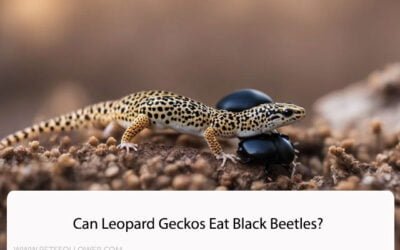 Can Leopard Geckos Eat Black Beetles?