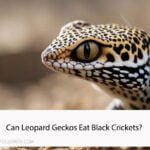 Can Leopard Geckos Eat Black Crickets