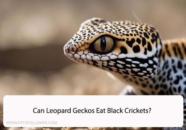 Can Leopard Geckos Eat Black Crickets?